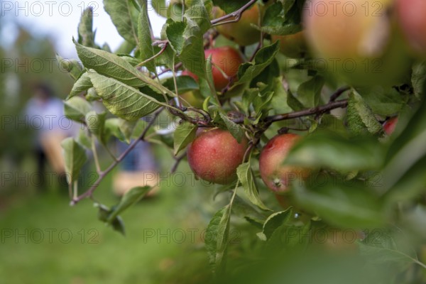 Apples ready for harvest at a fruit farm in the Palatinate