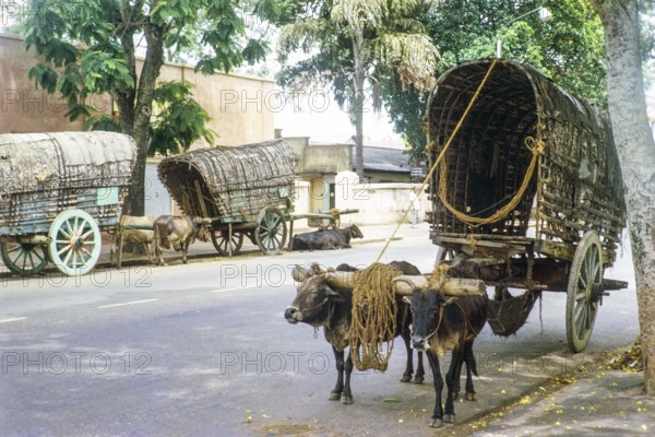 Bullock carts pulled by oxen standing in street, Colombo, Sri Lanka, South Asia, Indian subcontinent, South Asia, 1965