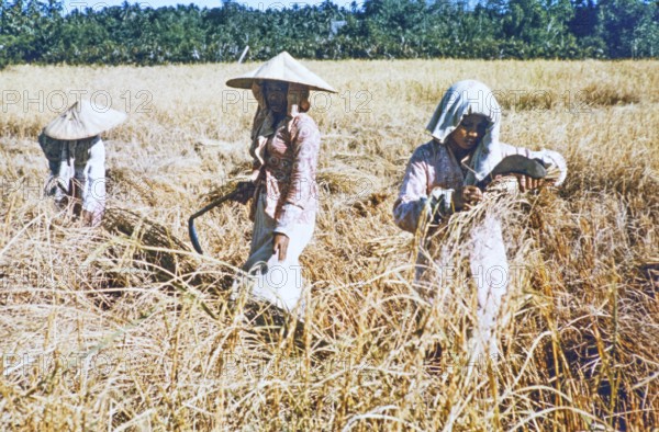 Cutting harvesting rice, traditional labour intensive rice farming in wet paddy field, Malaya, Malaysia, south east Asia c 1964
