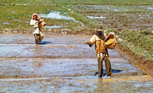 Sowing seeds, traditional labour intensive rice farming in wet paddy field, Malaya, Malaysia, south east Asia c 1964