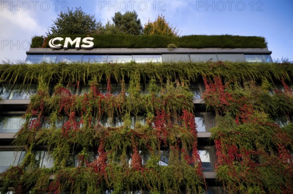 Windows are overgrown, climate-neutral façade greening on the new building, autumn colouring, office building of CMS Hasche Sigle, logo, Calwer Straße, Stuttgart, Baden-Württemberg, Germany