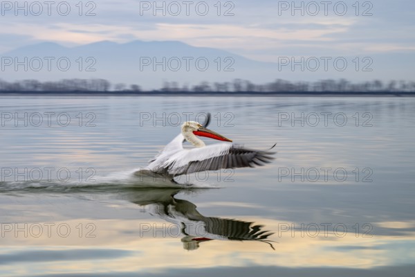 Dalmatian Pelican (Pelecanus crispus), Dalmatian Pelican, landing, long exposure, Lake Kerkini, Greece