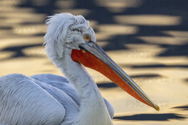 Dalmatian Pelican (Pelecanus crispus), Dalmatian Pelican, swimming, close up, in its plumage, Lake Kerkini, Greece