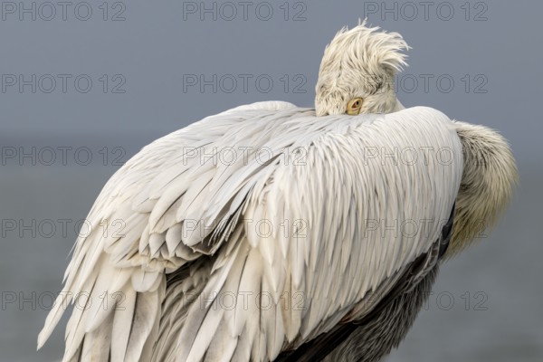 Dalmatian Pelican (Pelecanus crispus), Dalmatian Pelican, roosting, close up, in its plumage, Lake Kerkini, Greece