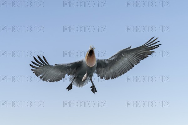 Dalmatian Pelican (Pelecanus crispus), Dalmatian Pelican, flying, Lake Kerkini, Greece