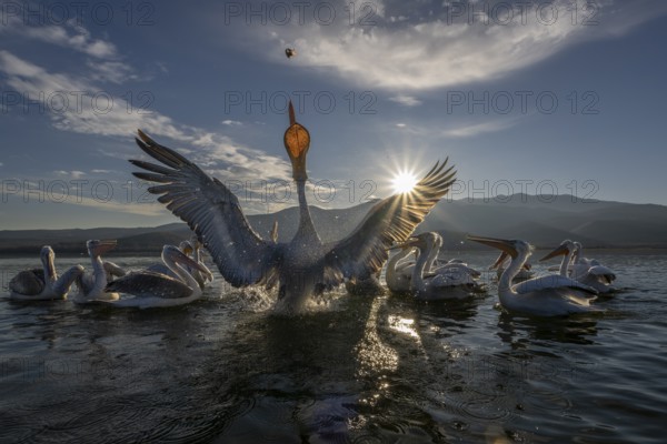 Dalmatian Pelican (Pelecanus crispus), Dalmatian Pelican, fighting for fish, Lake Kerkini, Greece