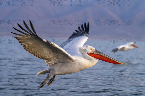 Dalmatian Pelican (Pelecanus crispus), Dalmatian Pelican, flying, in its plumage, Lake Kerkini, Greece