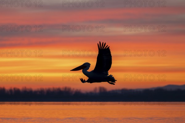 Dalmatian Pelican (Pelecanus crispus), Dalmatian Pelican, flying at sunrise, Lake Kerkini, Greece