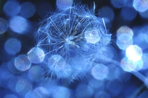Dandelion, macro photography, summer, Germany
