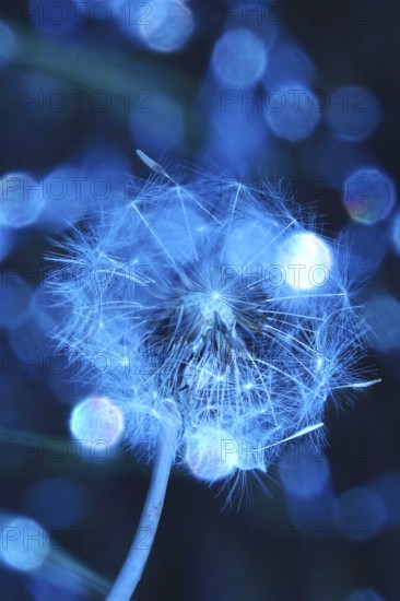 Dandelion, macro photography, summer, Germany