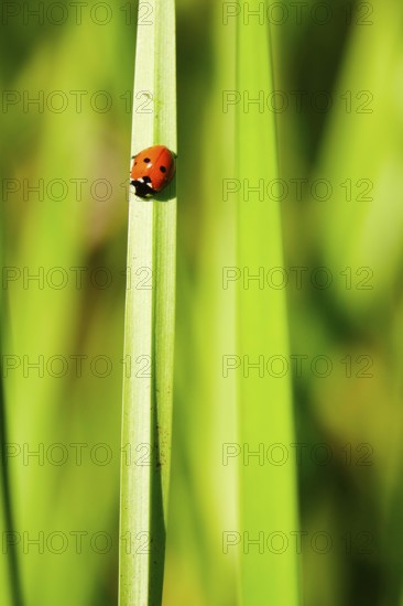 Ladybirds in the garden, summer, Germany