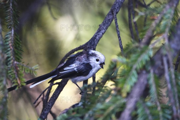 Long-tailed tit in a tree, summer, Germany