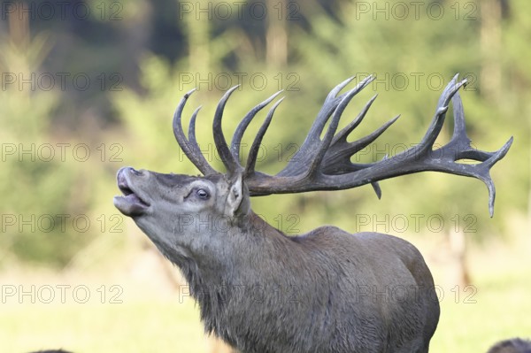 Red deer (Cervus elaphus) during the rutting season, a large stag roaring in a forest clearing, animal portrait, wildlife, autumn, Sauerland, North Rhine-Westphalia, Germany