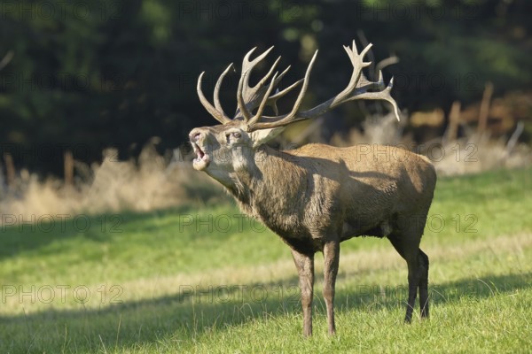 Red deer (Cervus elaphus) during the rutting season, a large stag roaring in a forest clearing, wildlife, autumn, Sauerland, North Rhine-Westphalia, Germany