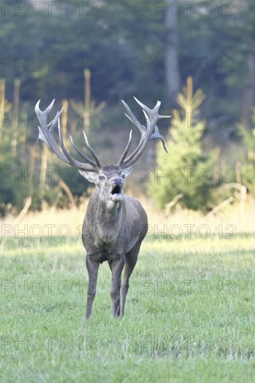 Red deer (Cervus elaphus) during the rutting season, a large stag roaring in a forest clearing, wildlife, autumn, Sauerland, North Rhine-Westphalia, Germany