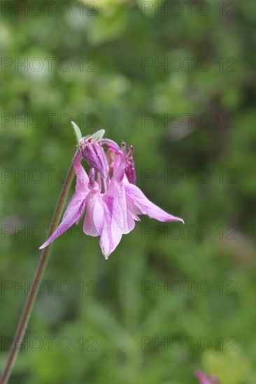 Columbine (Aquilegia vulgaris), pink flower at the edge of a forest, in spring, Wilnsdorf, North Rhine-Westphalia, Germany