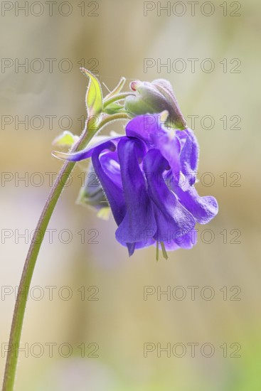 Columbine (Aquilegia vulgaris), blue flower in a meadow, in spring, Wilnsdorf, North Rhine-Westphalia, Germany