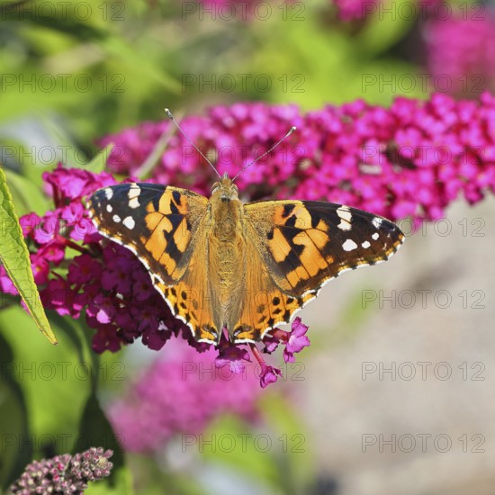 Thistle butterfly (Vanessa cardui) on a Buddleja davidii flower, Wilnsdorf, North Rhine-Westphalia, Germany
