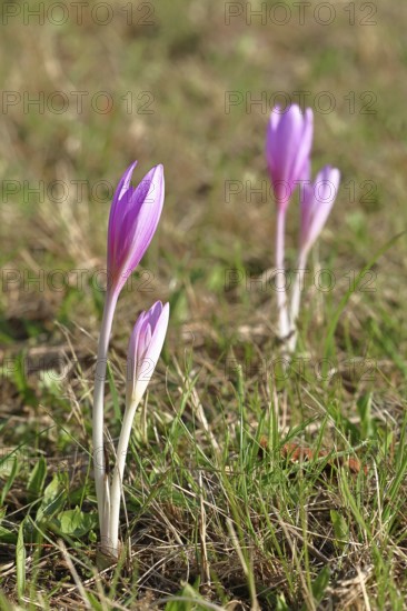 Autumn crocus (Colchicum autumnale), half-opened flowers in a meadow, endangered, protected poisonous plant species, native nature, wet meadow, autumn messenger, season, autumn, bulbous plant, poisonous plant, Wilnsdorf, North Rhine-Westphalia, Germany