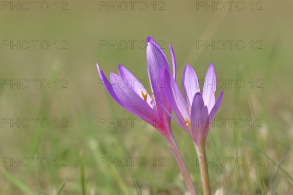Autumn crocus (Colchicum autumnale), half-opened flowers in a meadow, endangered, protected poisonous plant species, native nature, wet meadow, autumn messenger, season, autumn, bulbous plant, poisonous plant, Wilnsdorf, North Rhine-Westphalia, Germany