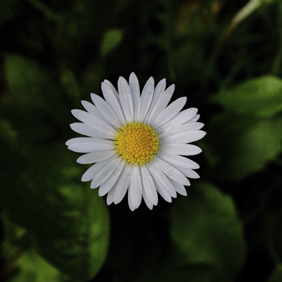Daisy (Bellis perennis), flower on a lawn in a garden, close-up in front of a black background, Wilnsdorf, North Rhine-Westphalia, Germany
