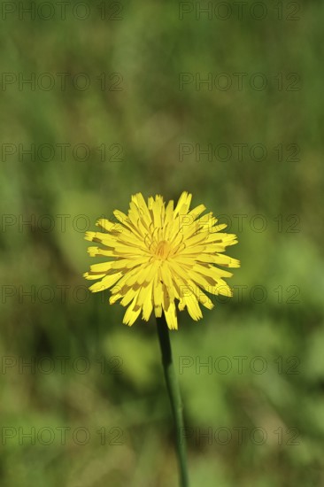 Hieracium lachenalii (Picris hieracioides), hawkweed bitterweed, yellow flower on a rough meadow, close-up, Wilnsdorf, North Rhine-Westphalia, Germany