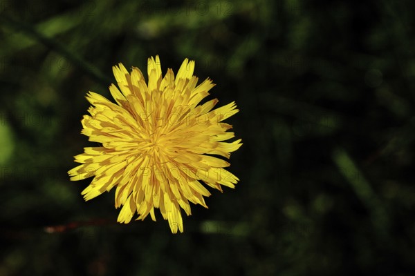 Hieracium lachenalii (Picris hieracioides), hawkweed bittercress, yellow flower on a rough meadow, close-up with black background, Wilnsdorf, North Rhine-Westphalia, Germany