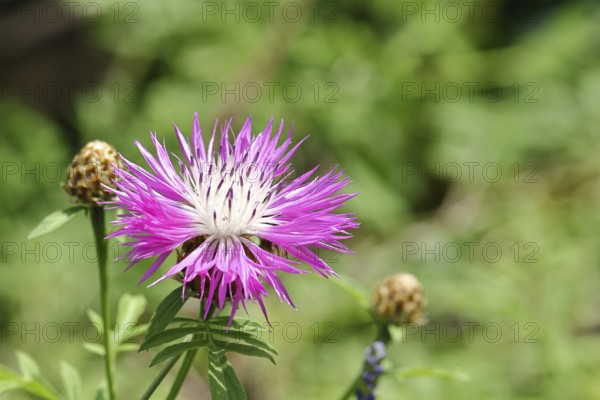 Hieracium lachenalii (Picris hieracioides), hawkweed bitterweed, yellow flower on a rough meadow, close-up, Wilnsdorf, North Rhine-Westphalia, Germany