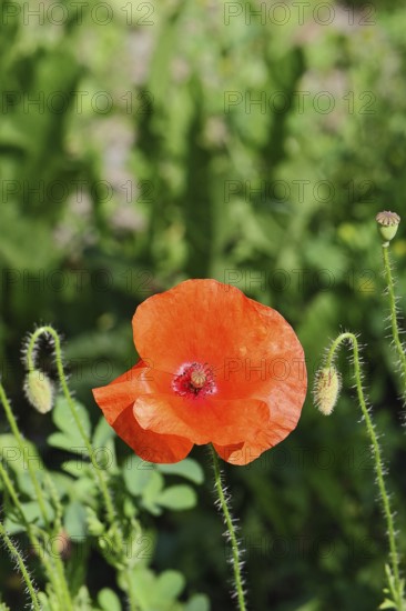 Red poppy (Papaver rhoeas), red flower in a natural garden, Wilnsdorf, North Rhine-Westphalia, Germany