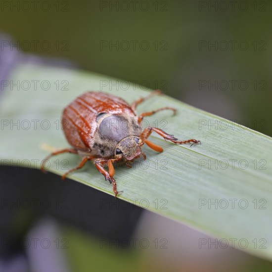 Wood cockchafer (Melolontha hippocastani), male, walking on a leaf of a broad-leaved bulrush (Typha latifolia), Wilnsdorf, North Rhine-Westphalia, Germany