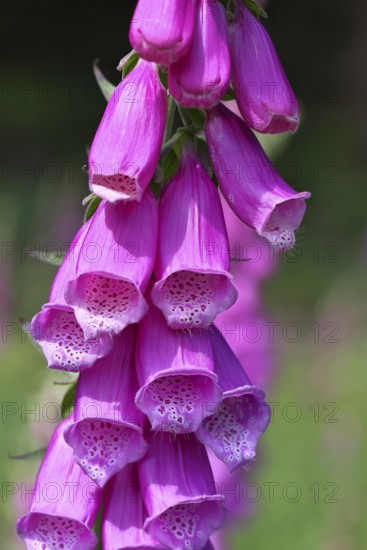 Common foxglove (Digitalis purpurea), flowers, close-up, from the plantain family, highly toxic, deadly poisonous plant, Wilnsdorf, North Rhine-Westphalia, Germany
