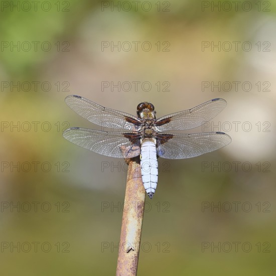 Flat-bellied dragonfly (Libellula depressa), male sitting on a fence top in the garden, close-up, Wilnsdorf, North Rhine-Westphalia, Germany