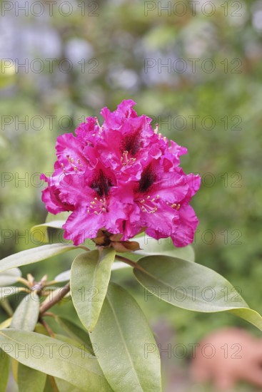 Rhododendron flowers (Rhododendron Homer), red flowers, in a garden, Wilnsdorf, North Rhine-Westphalia, Germany