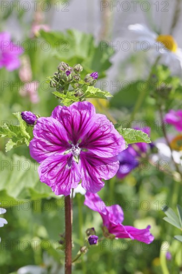 Common mallow (Malva sylvestris), flower in a meadow, medicinal plant, aromatic plant, medicinal use, Wilnsdorf, North Rhine-Westphalia, Germany