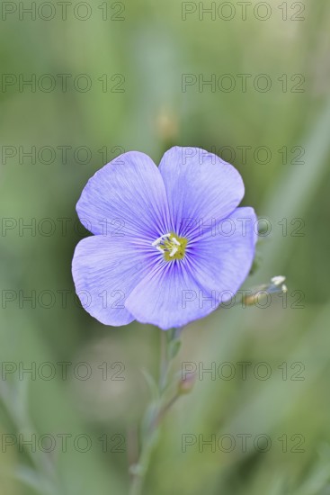 Flax (Linum usitatissimum), blue flower, medicinal plant, Wilnsdorf, North Rhine-Westphalia, Germany