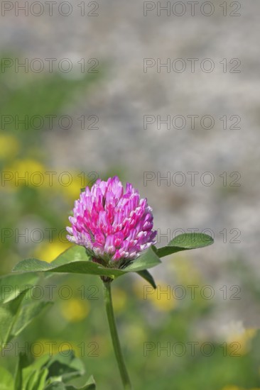 Meadow clover, red clover (Trifolium pratense), flower in a meadow, medicinal herb, Wilnsdorf, North Rhine-Westphalia, Germany