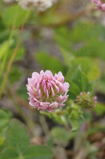 Pink clover (Trifolium repens), flower, Wilnsdorf, North Rhine-Westphalia, Germany