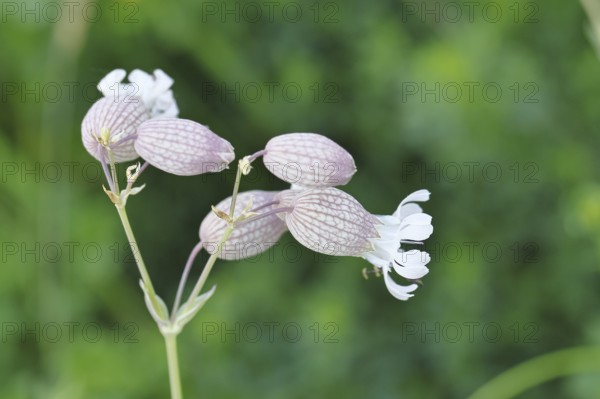 Pigeon's bedstraw or common bedstraw (Silene vulgaris), flower, Wilnsdorf, North Rhine-Westphalia, Germany, North Rhine-Westphalia, Germany