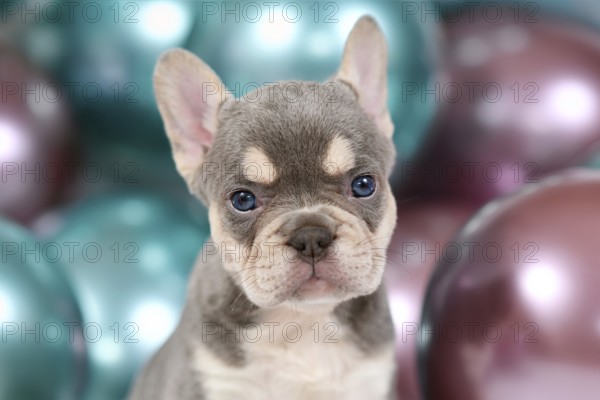Portrait of 6 weeks young healthy tan French Bulldog dog puppy with husky markings and colorful balloons in background