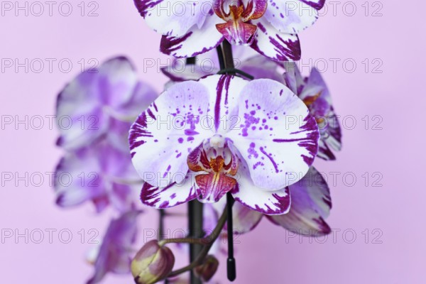 Close up of multi colored purple and white flowers of 'Phalaenopsis Magic Art' orchid on pink background