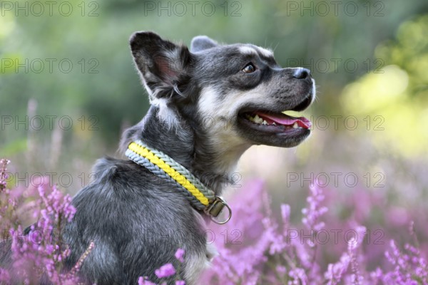 Dog with woven yellow collar in purple blooming heather flower field during late summer