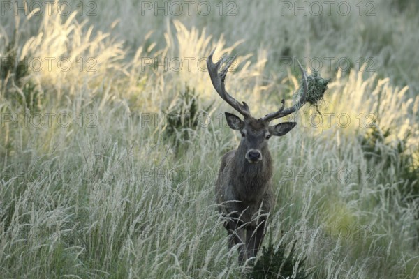 Red deer (Cervus elaphus) rutting stag in hoarfrost, with wire netting in left antler bar, moving through high grass, Allgäu, Bavaria, Germany, Allgäu, Bavaria, Germany