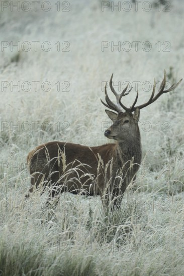 Red deer (Cervus elaphus) rutting deer in hoarfrost, secured in tall grass, Allgäu, Bavaria, Germany, Allgäu, Bavaria, Germany