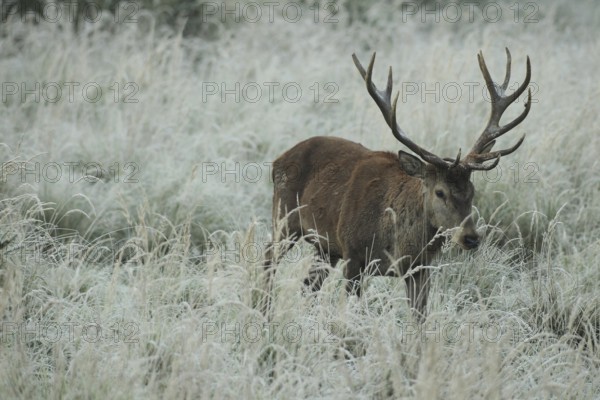 Red deer (Cervus elaphus) rutting deer in hoarfrost, moving through the tall grass, Allgäu, Bavaria, Germany, Allgäu, Bavaria, Germany