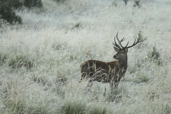 Red deer (Cervus elaphus) rutting deer in hoarfrost, secured in tall grass, Allgäu, Bavaria, Germany, Allgäu, Bavaria, Germany
