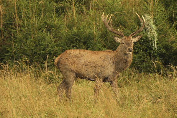Red deer (Cervus elaphus) rutting stag with wire in left antler bar, secured in tall grass in the evening light, Allgäu, Bavaria, Germany, Allgäu, Bavaria, Germany