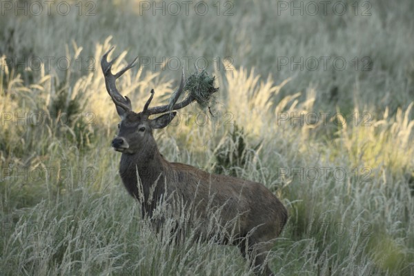 Red deer (Cervus elaphus) rutting stag with wire in left antler rod, secured in high grass, Allgäu, Bavaria, Germany, Allgäu, Bavaria, Germany