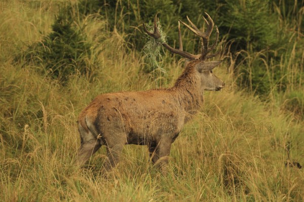 Red deer (Cervus elaphus) rutting stag with wire in left antler bar, in tall grass in the evening light, Allgäu, Bavaria, Germany, Allgäu, Bavaria, Germany