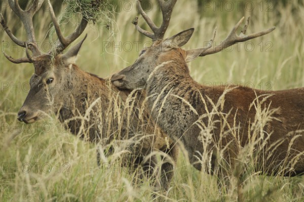 Red deer (Cervus elaphus) rutting deer, the left one with wire in left antler bar, being licked by another deer, Allgäu, Bavaria, Germany, Allgäu, Bavaria, Germany