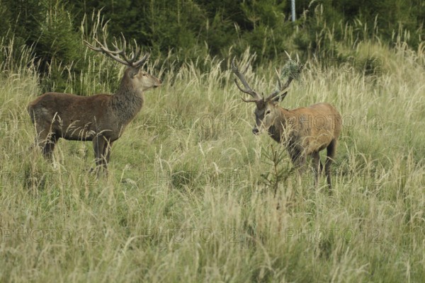 Red deer (Cervus elaphus) rutting deer in tall grass, the right one with wire mesh in left antler rack, Allgäu, Bavaria, Germany, Allgäu, Bavaria, Germany